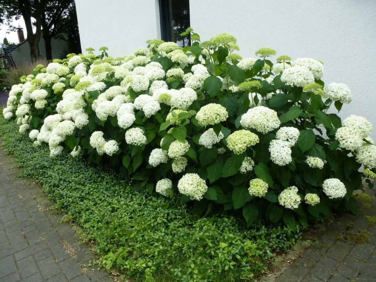 Avellano Bed & Breakfast Helmond Exterior foto